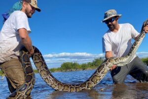Robotické králiky lákajú obrie invázne pytóny. Ako? Hýbu sa, hrejú a voňajú
