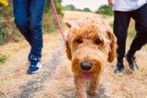 Tvoj pes prispieva ku klimatickej zmene: „Môžem si adoptovať 100 zajačikov...