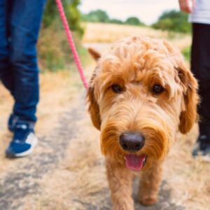 Tvoj pes prispieva ku klimatickej zmene: „Môžem si adoptovať 100 zajačikov...