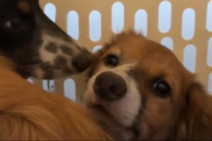 V Prievidzi našli psov v nevľúdnych podmienkach.