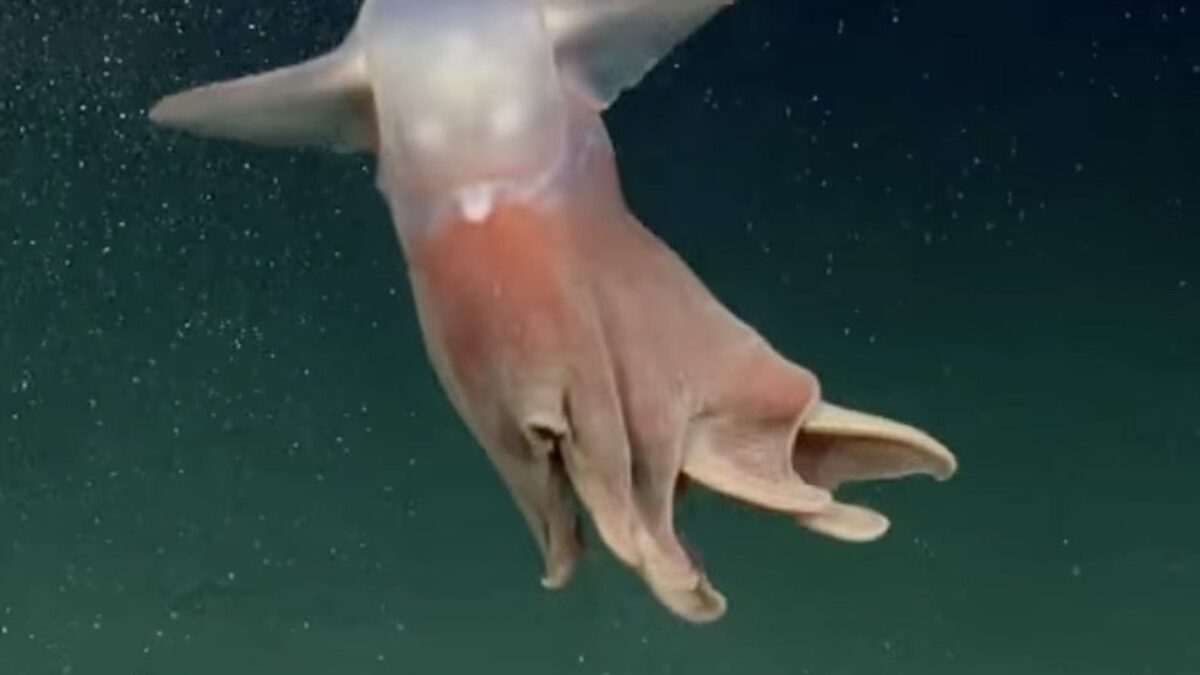 Pokémon alebo rozprávková postavička? V argentínskych vodách sa objavil zvláštny tvor