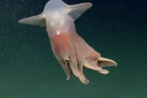 Pokémon alebo rozprávková postavička? V argentínskych vodách sa objavil zvláštny...