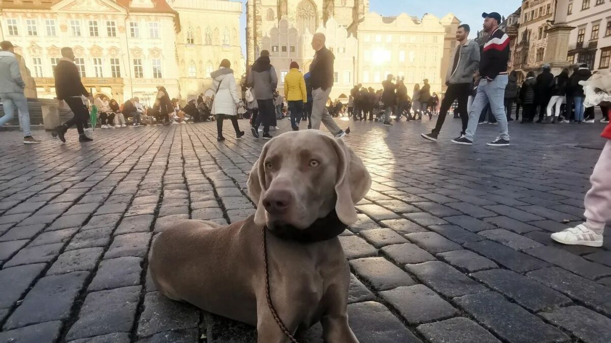 Premena agresívneho Akima. Ako sa jedna žena prestala báť vlastného psa