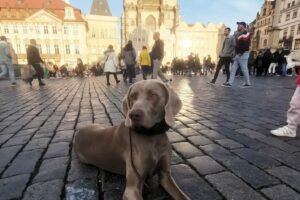 Premena agresívneho Akima. Ako sa jedna žena prestala báť vlastného psa