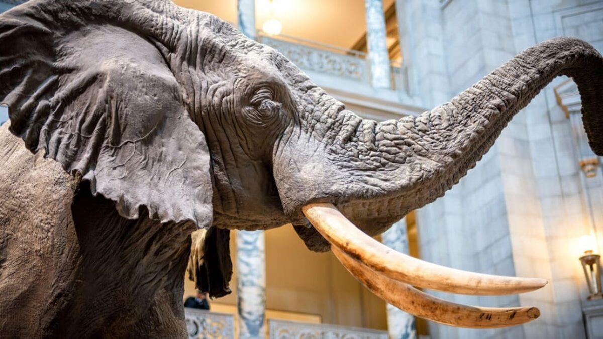 Najväčšie suchozemské zviera, aké kedy človek ulovil. Gigantický slon vážil viac než Tyrannosaurus rex