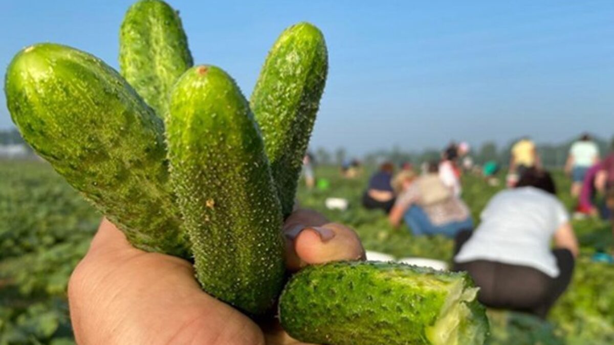 Samosbery vo Vraňanoch nekončia – prichádza ovocná a zeleninová vlna leta!