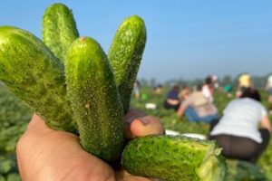 Samosbery vo Vraňanoch nekončia – prichádza ovocná a zeleninová vlna leta!