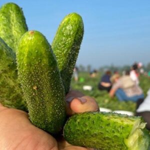 Samosbery vo Vraňanoch nekončia – prichádza ovocná a zeleninová vlna leta!
