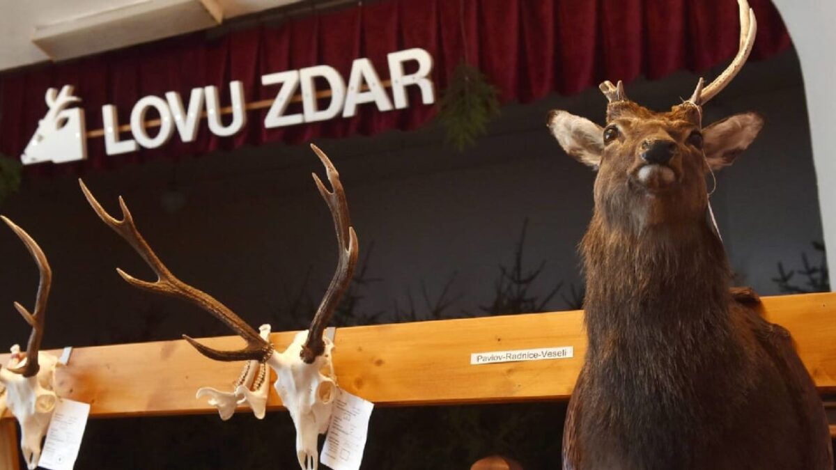 EÚ zakázala dovoz ďalších zvierat. Nežiaduceho jeleňa by pritom v Česku vyhubila len genocída