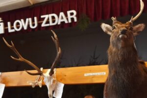 EÚ zakázala dovoz ďalších zvierat. Nežiaduceho jeleňa by pritom v Česku vyhubila...