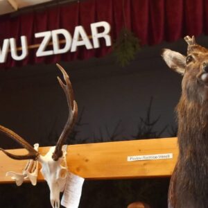 EÚ zakázala dovoz ďalších zvierat. Nežiaduceho jeleňa by pritom v Česku vyhubila...