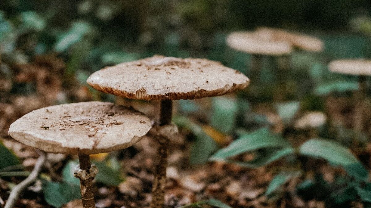 Obľúbené huby miznú z českých lesov. Na niektorých si už v budúcnosti možno nepochutnáte.