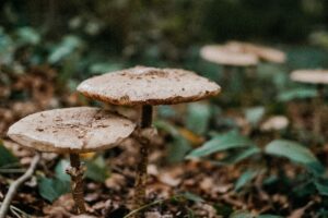 Obľúbené huby miznú z českých lesov. Na niektorých si už v budúcnosti možno nepo...