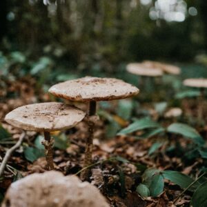 Obľúbené huby miznú z českých lesov. Na niektorých si už v budúcnosti možno nepo...