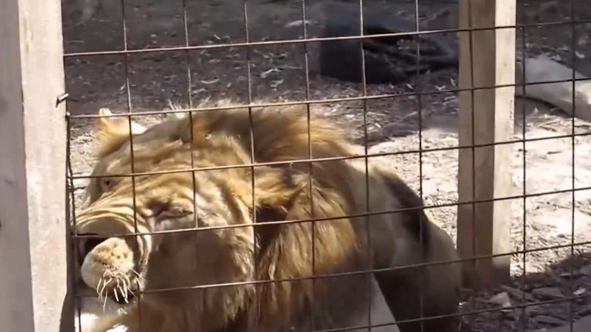 Zo ZOO pri Prahe ušiel lev.
