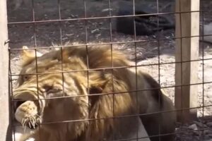 Zo ZOO pri Prahe ušiel lev.