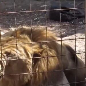 Zo ZOO pri Prahe ušiel lev.