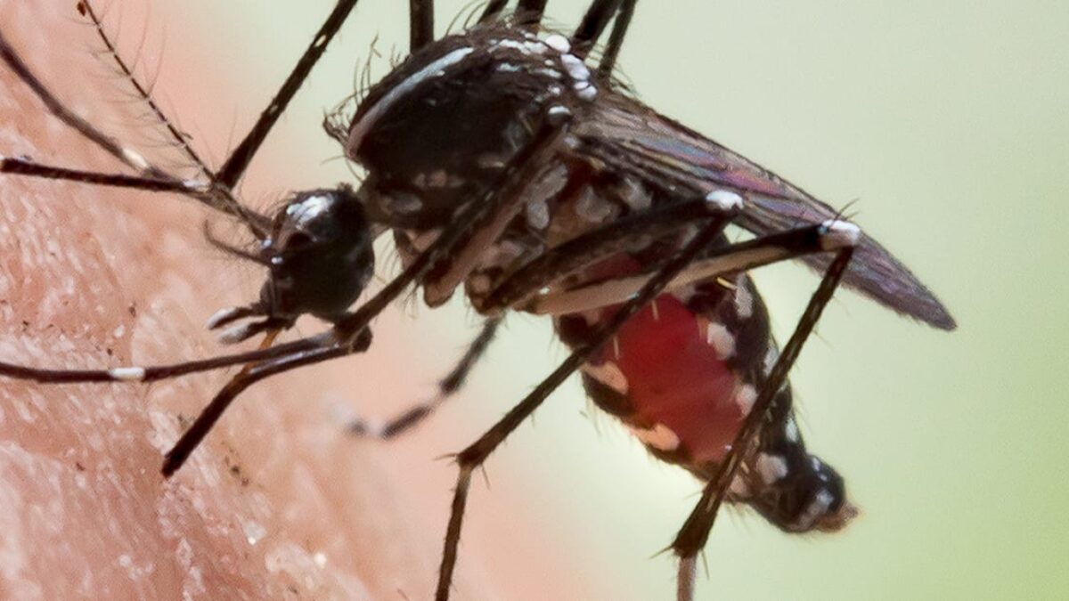 Čo ak by sme vyhubili všetky komáre? Zaujímavý nápad má zásadné pre a proti