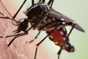 Čo ak by sme vyhubili všetky komáre? Zaujímavý nápad má Čo ak by sme vyhubili všetky komáre? Zaujímavý nápad má zásadné pre a proti