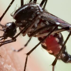 Čo ak by sme vyhubili všetky komáre? Zaujímavý nápad má Čo ak by sme vyhubili všetky komáre? Zaujímavý nápad má zásadné pre a proti