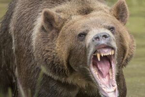 Zábery najvzácnejšieho medvedieho mláďaťa budia nadšenie. Jeho druh je na pokraj...