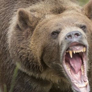 Zábery najvzácnejšieho medvedieho mláďaťa budia nadšenie. Jeho druh je na pokraj...