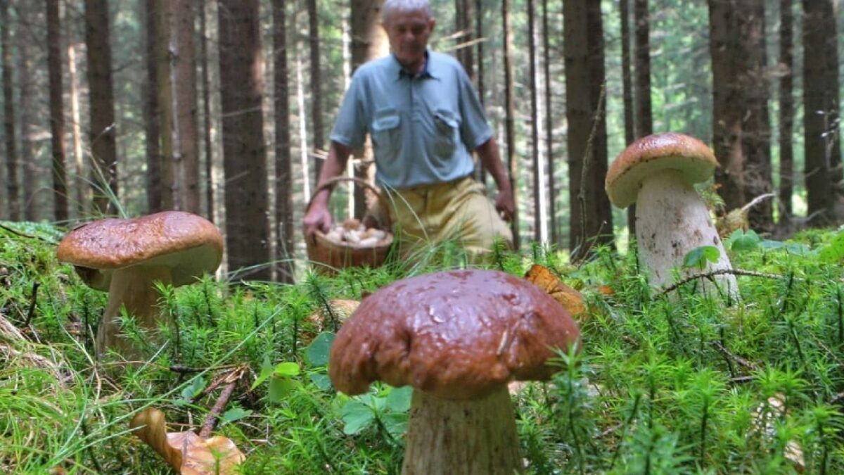 Huby si myslia, že nastala jeseň. Mapa prezrádza, kde môžete nazbierať plné košíky.