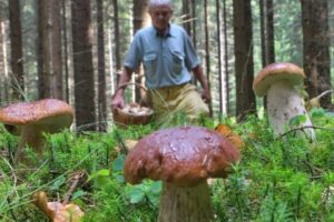 Huby si myslia, že nastala jeseň. Mapa prezrádza, kde môžete nazbierať plné koší...