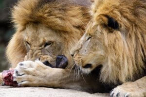 Riaditeľ zoo nakŕmil levy paviánmi s odrezanými hlavami. Okamžite prišli vyhrážk...