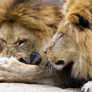 Riaditeľ zoo nakŕmil levy paviánmi s odrezanými hlavami. Okamžite prišli vyhrážk...