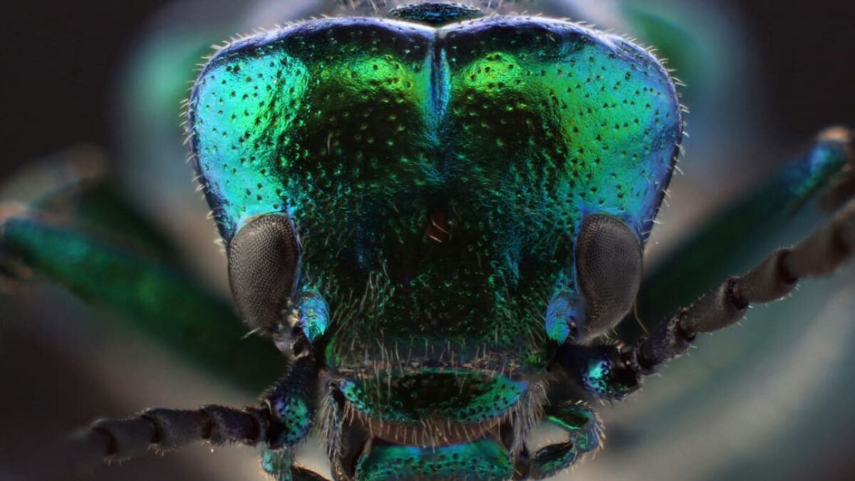 Najjedovatejší chrobák Česka môže spôsobiť pľuzgiere, otravu aj smrť