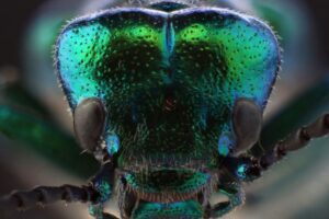 Najjedovatejší chrobák Česka môže spôsobiť pľuzgiere, otravu aj smrť