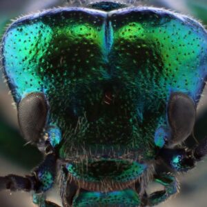 Najjedovatejší chrobák Česka môže spôsobiť pľuzgiere, otravu aj smrť