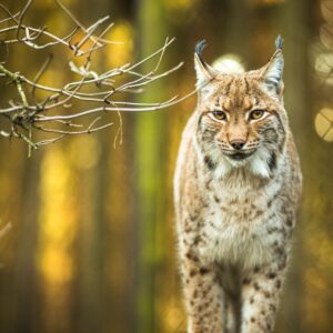 Domáce zvieratá ako potrava pre šelmy: zoo žiada o darovanie koní, morčiat i krá...