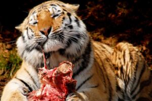 Darujte nechceného domáceho miláčika našej zoo, nakŕmime ním šelmy. Veľmi poburu...