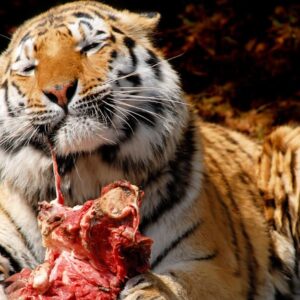 Darujte nechceného domáceho miláčika našej zoo, nakŕmime ním šelmy. Veľmi poburu...