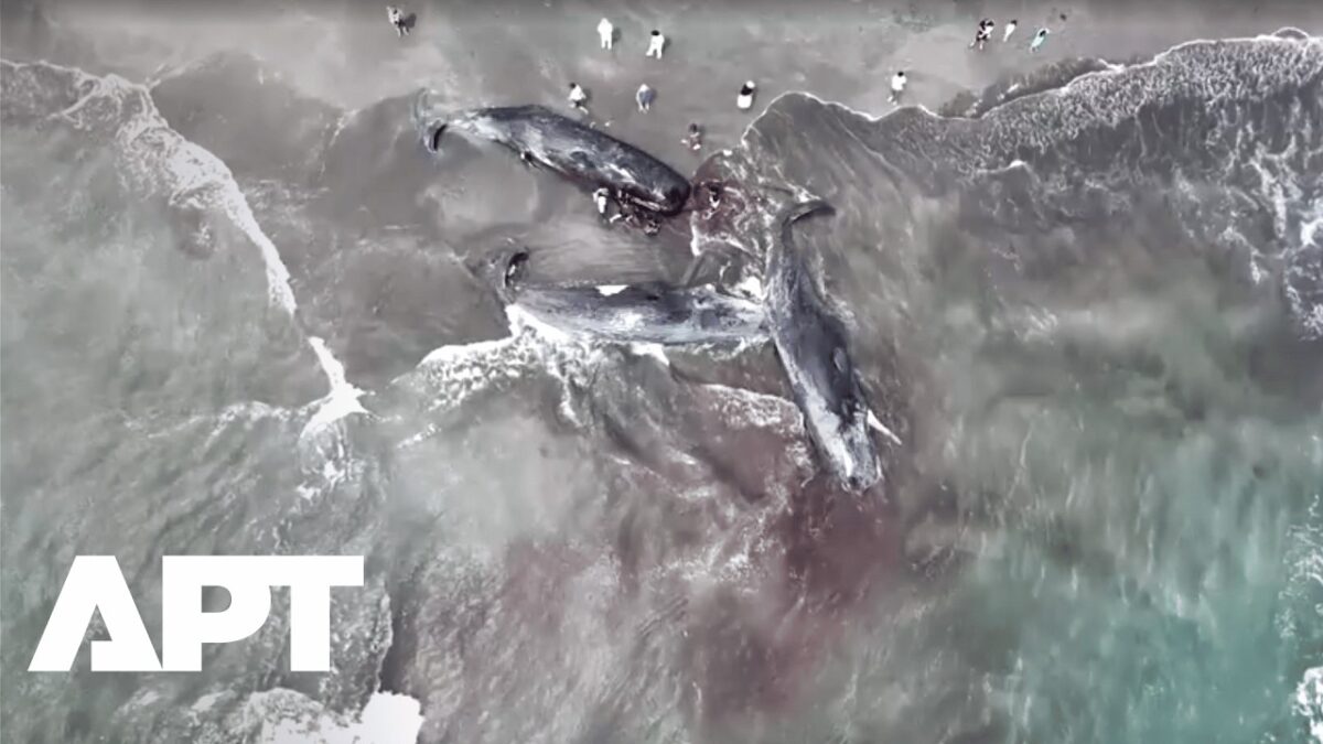 Sledovanie: Záhada štyroch tiel veľrýb vyplavených na japonskú pláž je predmetom vyšetrovania odborníkov.