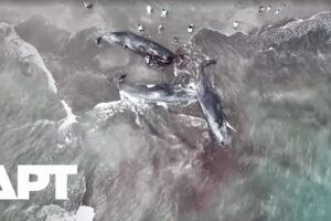 Sledovanie: Záhada štyroch tiel veľrýb vyplavených na japonskú pláž je predmetom...