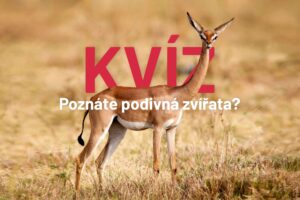 Vyzerajú smiešne, čudne a niektoré z nich sú lenivé. Poznáte zvieratá na obrázku...