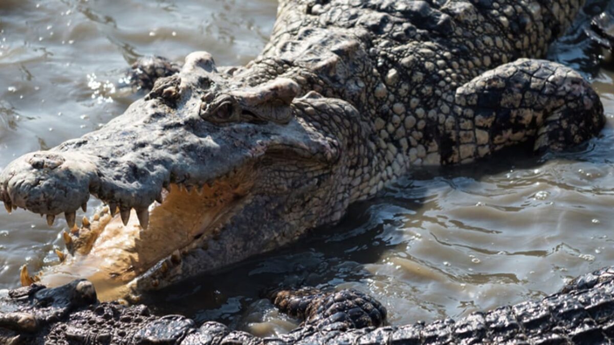 Prečo aligátory prehĺtajú kamene? Ich stratégia kupodivu dáva perfektný zmysel