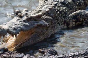 Prečo aligátory prehĺtajú kamene? Ich stratégia kupodivu dáva perfektný zmysel Prečo aligátory prehĺtajú kamene? Ich stratégia kupodivu dáva perfektný zmysel