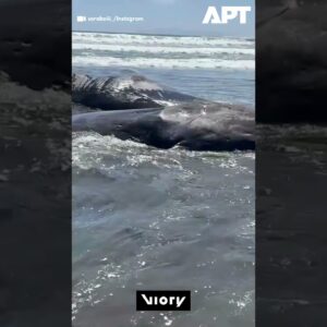 Uviaznutie štyroch veľrýb v Japonsku po zemetrasení a následnej vlne tsunami.