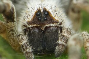 Pavúky jedia vlastnú matku. Nechutná aj nesmierne dôležitá podívaná sa podarilo ...