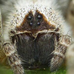 Pavúky jedia vlastnú matku. Nechutná aj nesmierne dôležitá podívaná sa podarilo ...