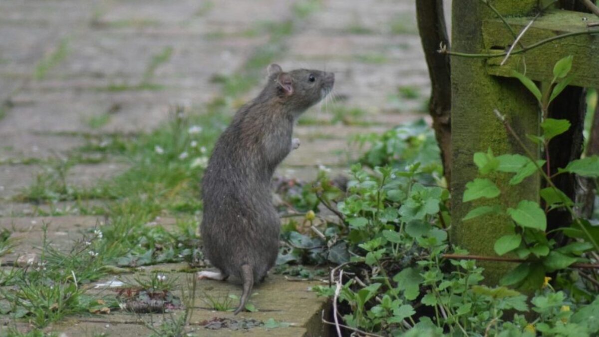 Talianske mesto bojuje proti potkanom unikátnym spôsobom.