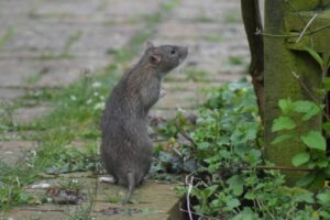 Talianske mesto bojuje proti potkanom unikátnym spôsobom.