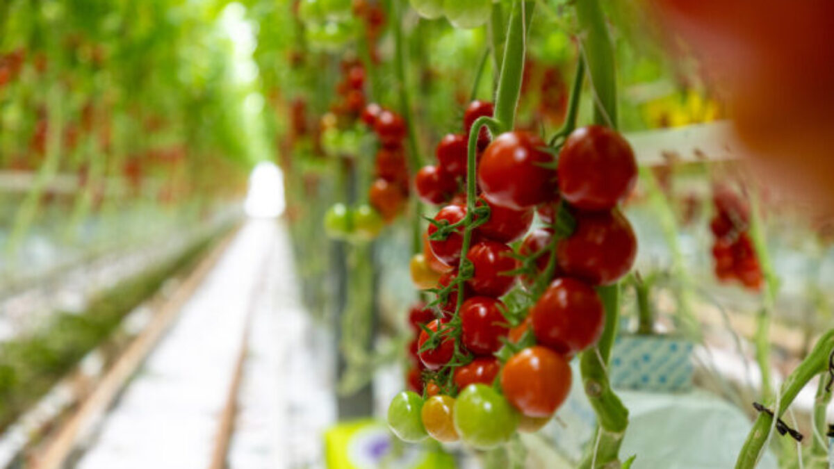 Slovenské potraviny bodujú vo svete