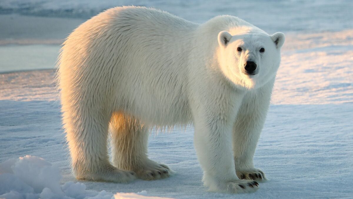 Ľadové medvede obsadili opustenú ruskú polárnu stanicu. Video baví internet Ľadové medvede obsadili opustenú ruskú polárnu stanicu. Video baví internet