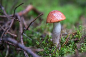 Tú poznám, tá je jedlá! Táto rada z aplikácie môže viesť z lesa rovno na pohotov...