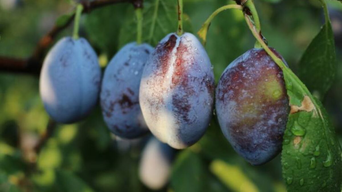 Babie leto v znamení sliviek: Prečo sú tieto plody aj ich kôstky elixírom mladosti?